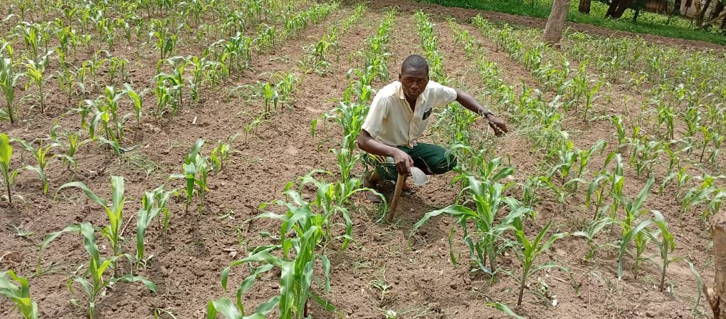 Le maïs associé à Faidherbia albida : une expérimentation agroforestière conduite par les étudiants de BTA3 de l'Institut Agri-Crédo